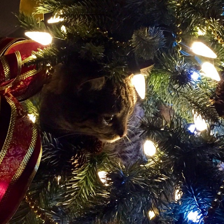 Illustration de l'article : Ces 19 chats se fondent parfaitement dans les décorations de Noël... Le 10 est sublime !