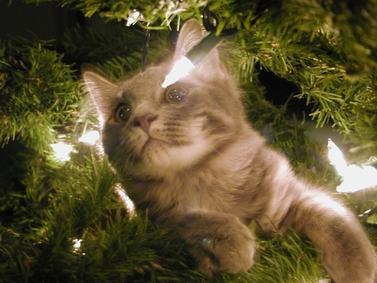 Illustration de l'article : Ces 19 chats se fondent parfaitement dans les décorations de Noël... Le 10 est sublime !
