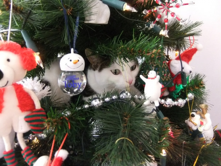 Illustration de l'article : Ces 19 chats se fondent parfaitement dans les décorations de Noël... Le 10 est sublime !