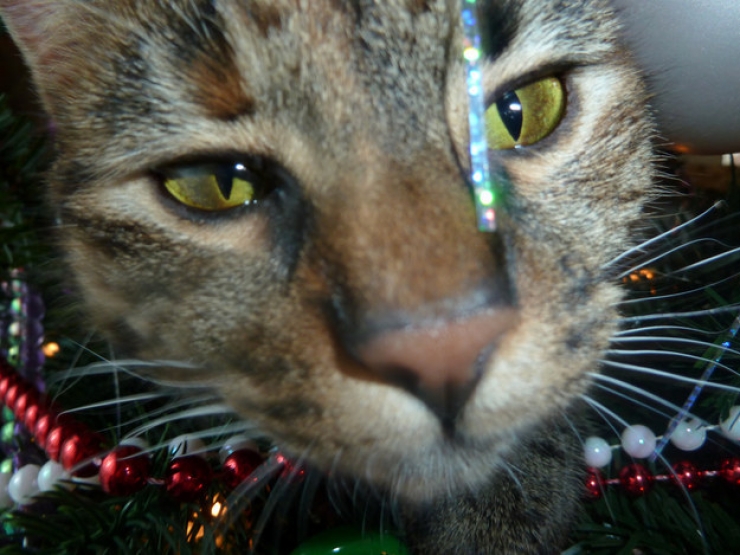 Illustration de l'article : Ces 19 chats se fondent parfaitement dans les décorations de Noël... Le 10 est sublime !