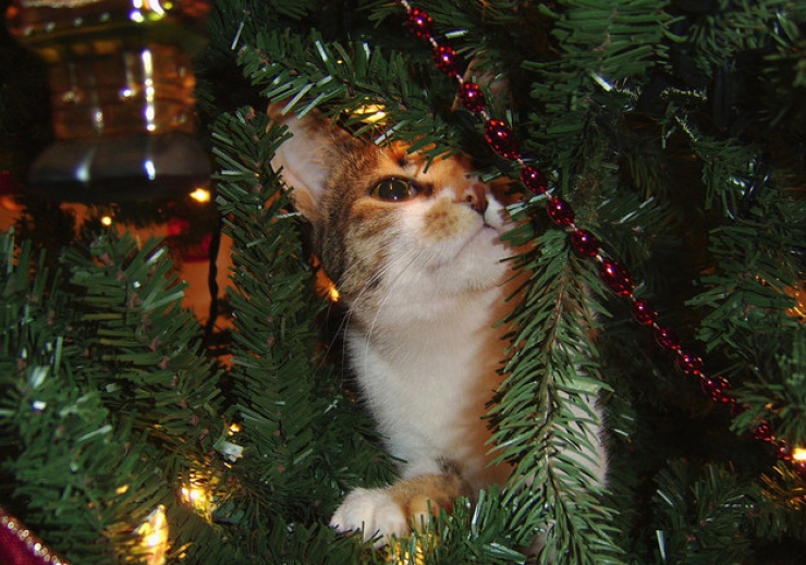 Illustration de l'article : Ces 19 chats se fondent parfaitement dans les décorations de Noël... Le 10 est sublime !