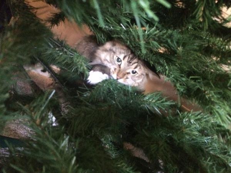 Illustration de l'article : Ces 19 chats se fondent parfaitement dans les décorations de Noël... Le 10 est sublime !