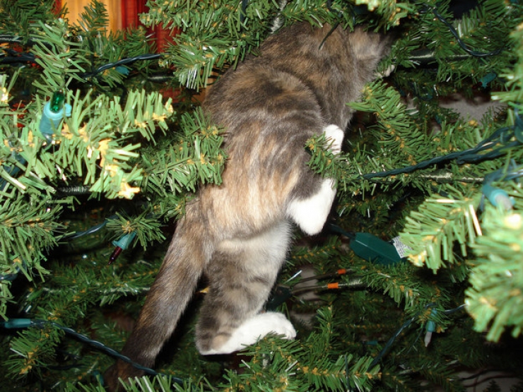 Illustration de l'article : Ces 19 chats se fondent parfaitement dans les décorations de Noël... Le 10 est sublime !