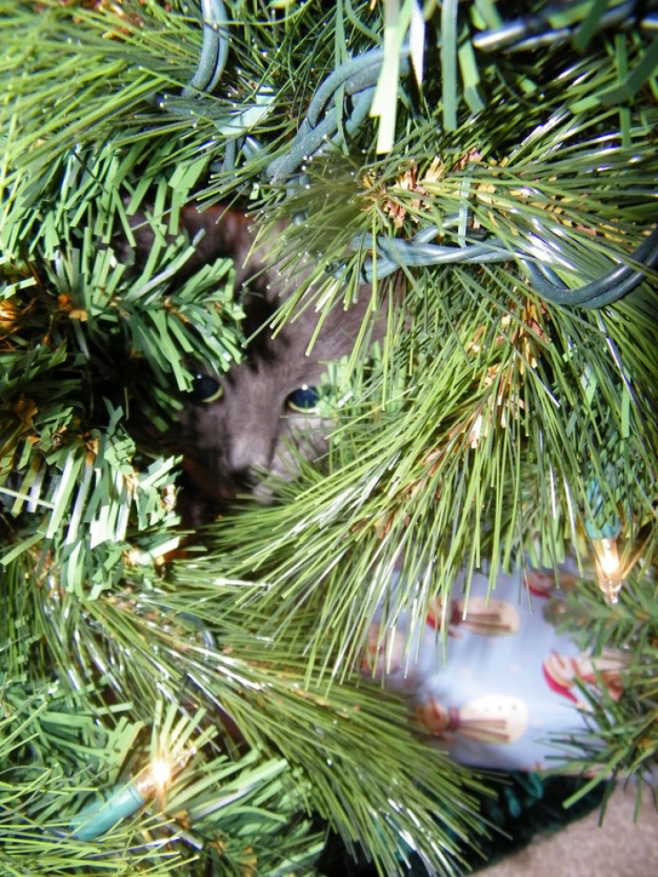 Illustration de l'article : Ces 19 chats se fondent parfaitement dans les décorations de Noël... Le 10 est sublime !