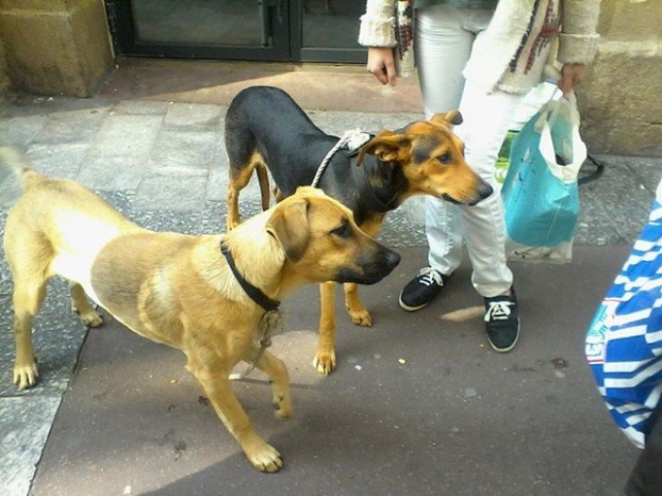 Illustration de l'article : Cet ancien sdf du nom de Christophe vient de créer une association magnifique qui a pour but de venir en aide à tous les chiens des sans-abris. Il nous dit tout: 