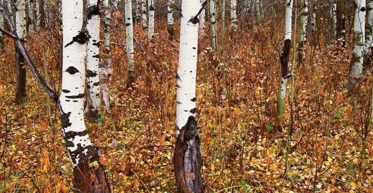 Illustration de l'article : 1 personne sur 2 ne voit pas le loup qui se cache sur cette photo... Est-ce votre cas ?