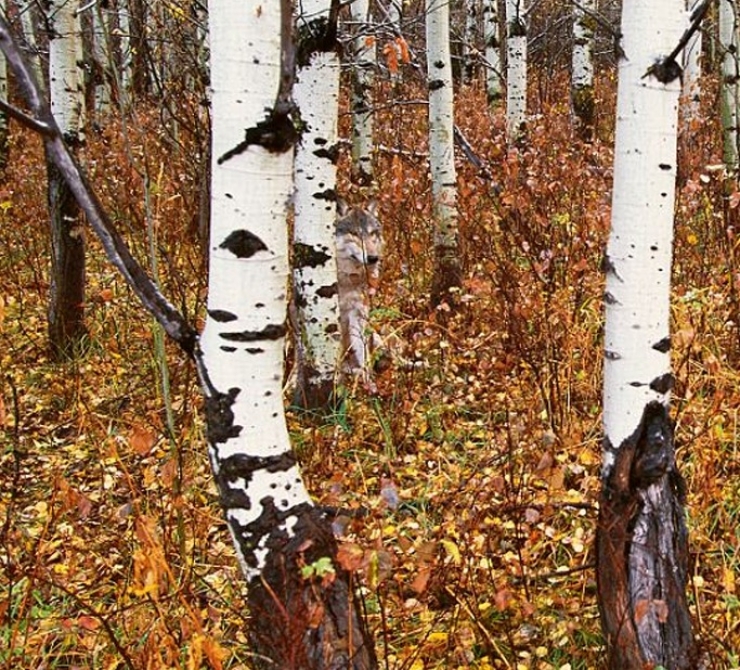 Illustration de l'article : 1 personne sur 2 ne voit pas le loup qui se cache sur cette photo... Est-ce votre cas ?