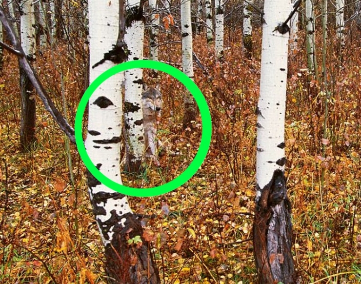 Illustration de l'article : 1 personne sur 2 ne voit pas le loup qui se cache sur cette photo... Est-ce votre cas ?