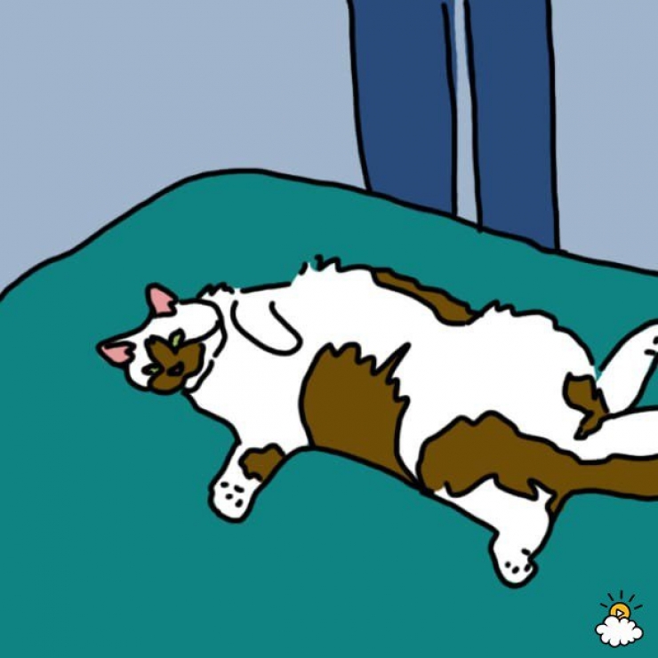 Illustration de l'article : La position dans laquelle vous dormez avec votre animal r&eacute;v&eacute;lerait tout sur votre relation&hellip;Voici 9 positions et leurs significations !