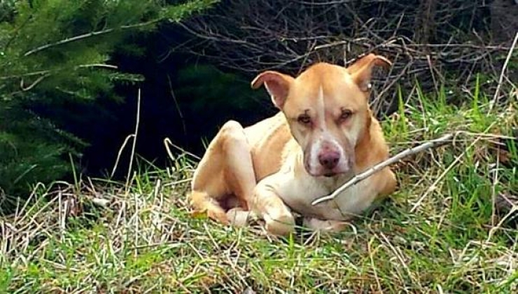 Illustration de l'article : Ils tombent sur une femme couchée au sol pourtant ce n’est pas elle qu’il faut sauver...