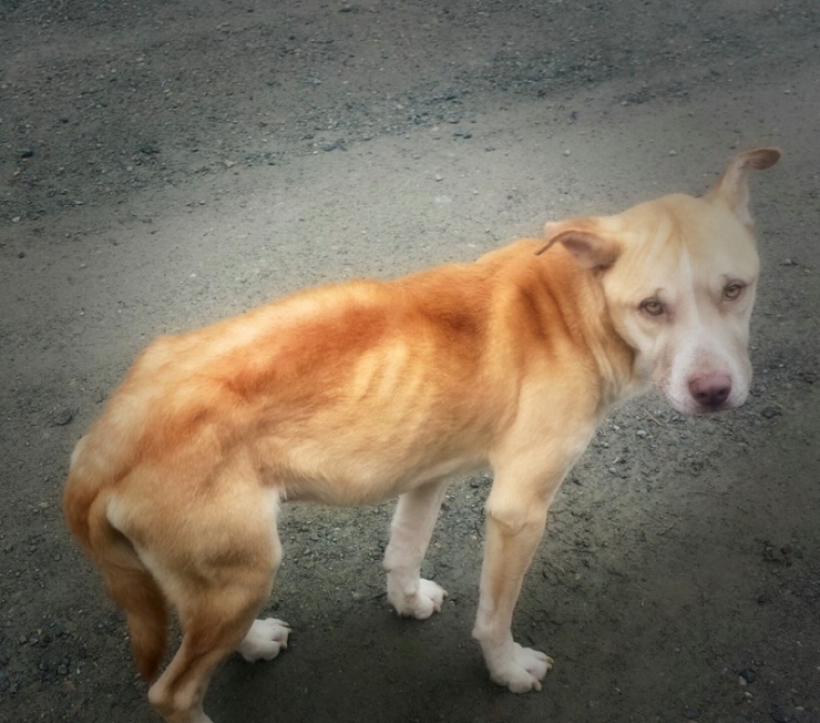 Illustration de l'article : Ils tombent sur une femme couchée au sol pourtant ce n’est pas elle qu’il faut sauver...