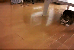 Illustration de l'article : Ces 17 GIFs d'animaux qui font les clowns vont vous mettre de bonne humeur