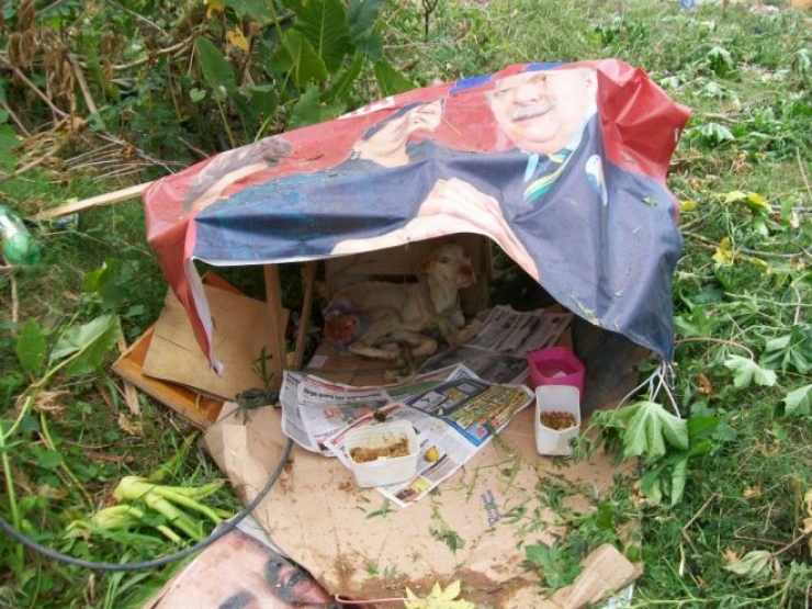 Illustration de l'article : Les passants ignoraient ce pauvre chien dans les poubelles, mais un homme a fait ce qu'il fallait et a chang&eacute; sa vie!