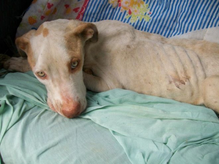 Illustration de l'article : Les passants ignoraient ce pauvre chien dans les poubelles, mais un homme a fait ce qu'il fallait et a chang&eacute; sa vie!