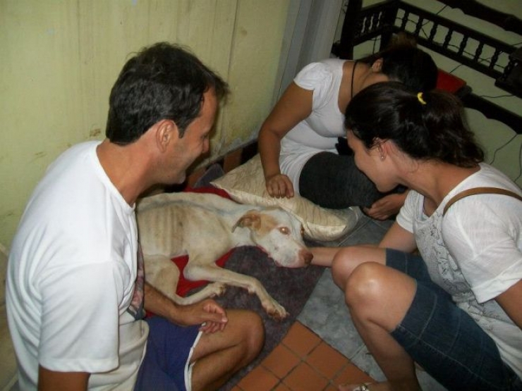 Illustration de l'article : Les passants ignoraient ce pauvre chien dans les poubelles, mais un homme a fait ce qu'il fallait et a chang&eacute; sa vie!