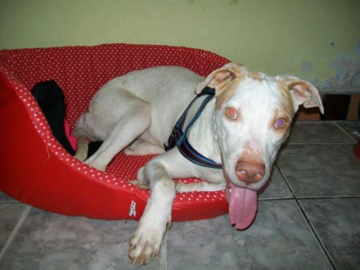 Illustration de l'article : Les passants ignoraient ce pauvre chien dans les poubelles, mais un homme a fait ce qu'il fallait et a chang&eacute; sa vie!