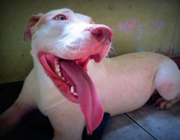 Illustration de l'article : Les passants ignoraient ce pauvre chien dans les poubelles, mais un homme a fait ce qu'il fallait et a chang&eacute; sa vie!