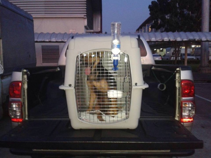 Illustration de l'article : Cette femme a chang&eacute; la vie de ce chien