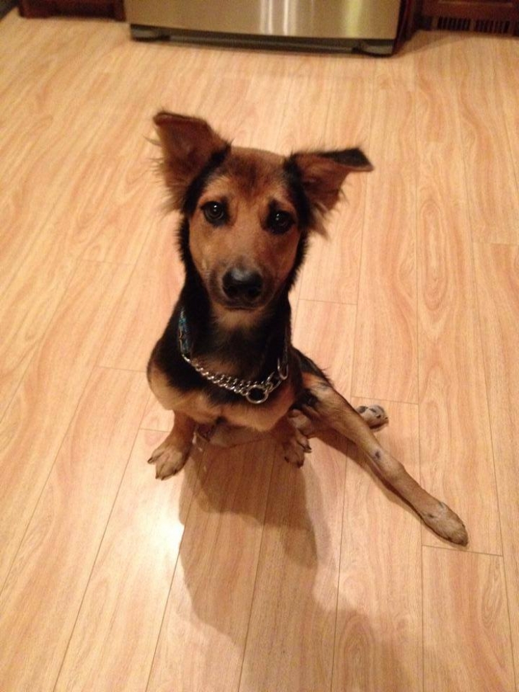 Illustration de l'article : Cette femme a chang&eacute; la vie de ce chien