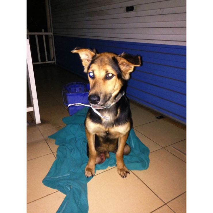 Illustration de l'article : Cette femme a chang&eacute; la vie de ce chien