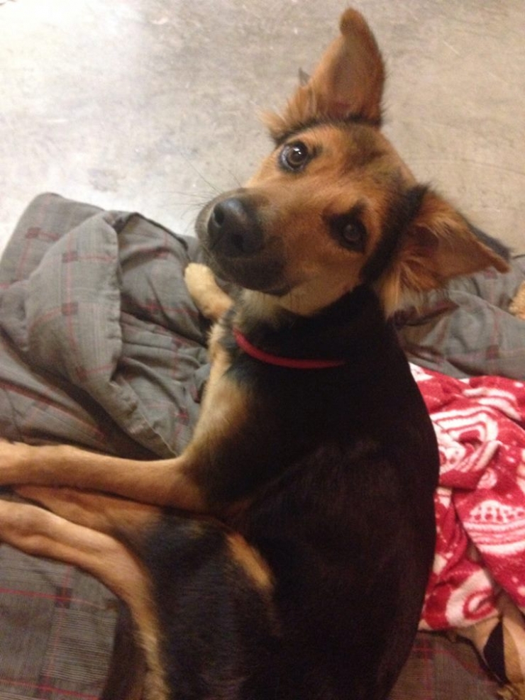 Illustration de l'article : Cette femme a chang&eacute; la vie de ce chien