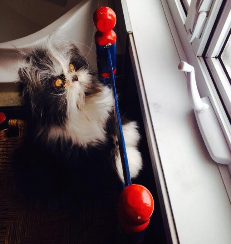 Illustration de l'article : Voici Atchoum, le chat au regard intimidant