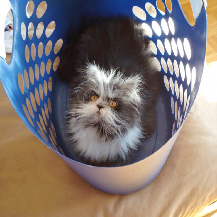 Illustration de l'article : Voici Atchoum, le chat au regard intimidant