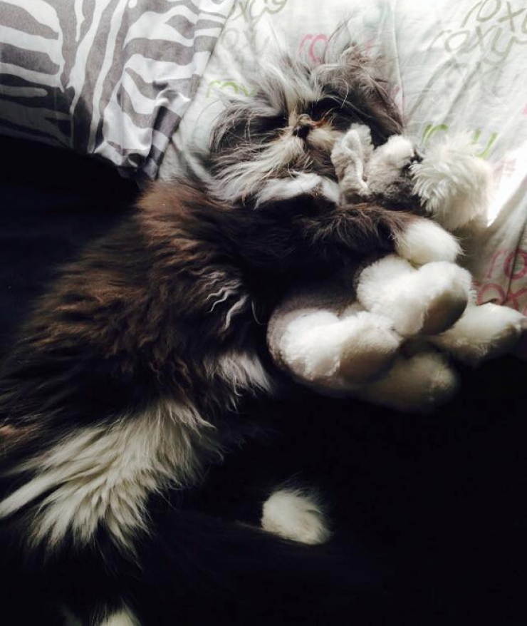 Illustration de l'article : Voici Atchoum, le chat au regard intimidant