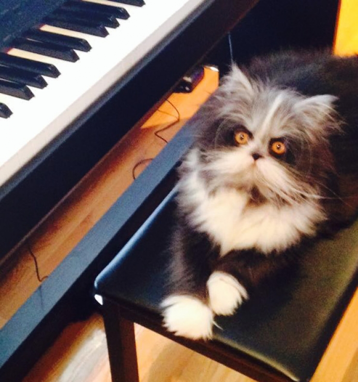 Illustration de l'article : Voici Atchoum, le chat au regard intimidant