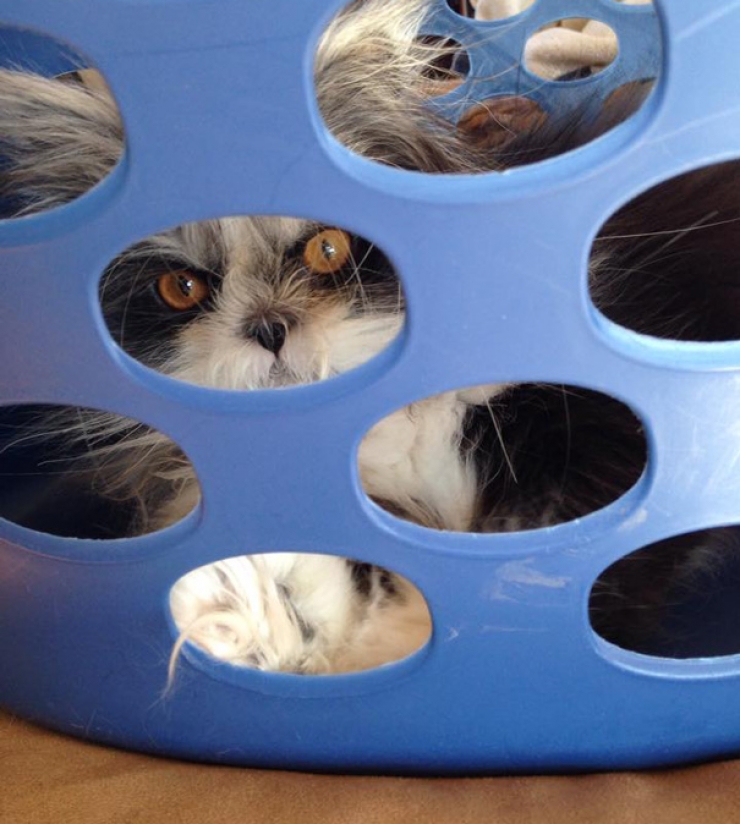 Illustration de l'article : Voici Atchoum, le chat au regard intimidant