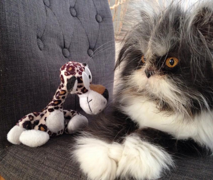 Illustration de l'article : Voici Atchoum, le chat au regard intimidant