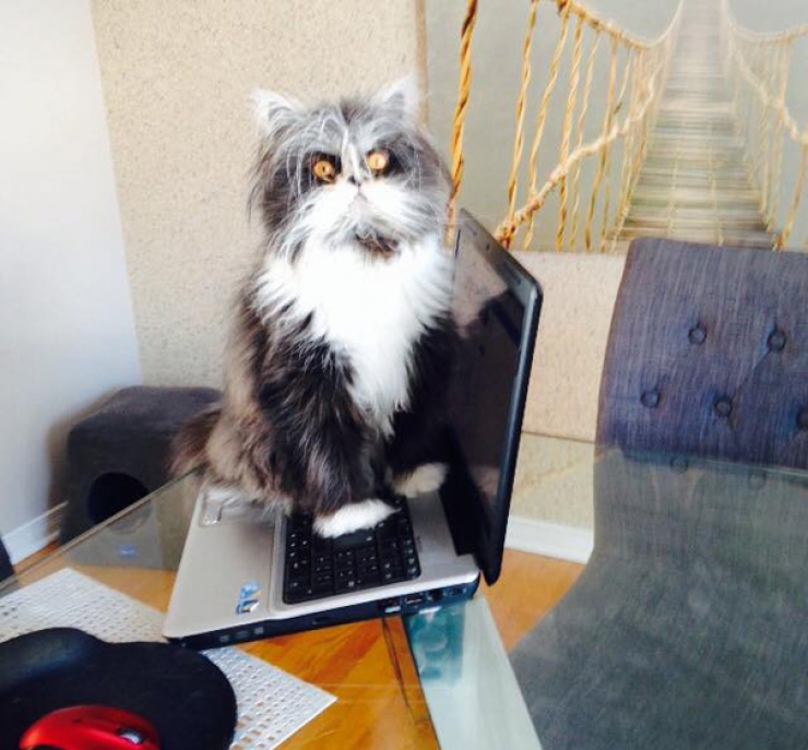 Illustration de l'article : Voici Atchoum, le chat au regard intimidant