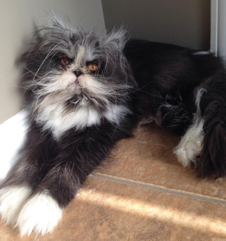 Illustration de l'article : Voici Atchoum, le chat au regard intimidant