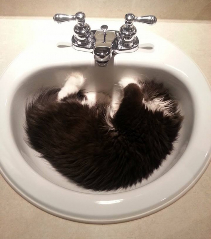 Illustration de l'article : Voici Atchoum, le chat au regard intimidant