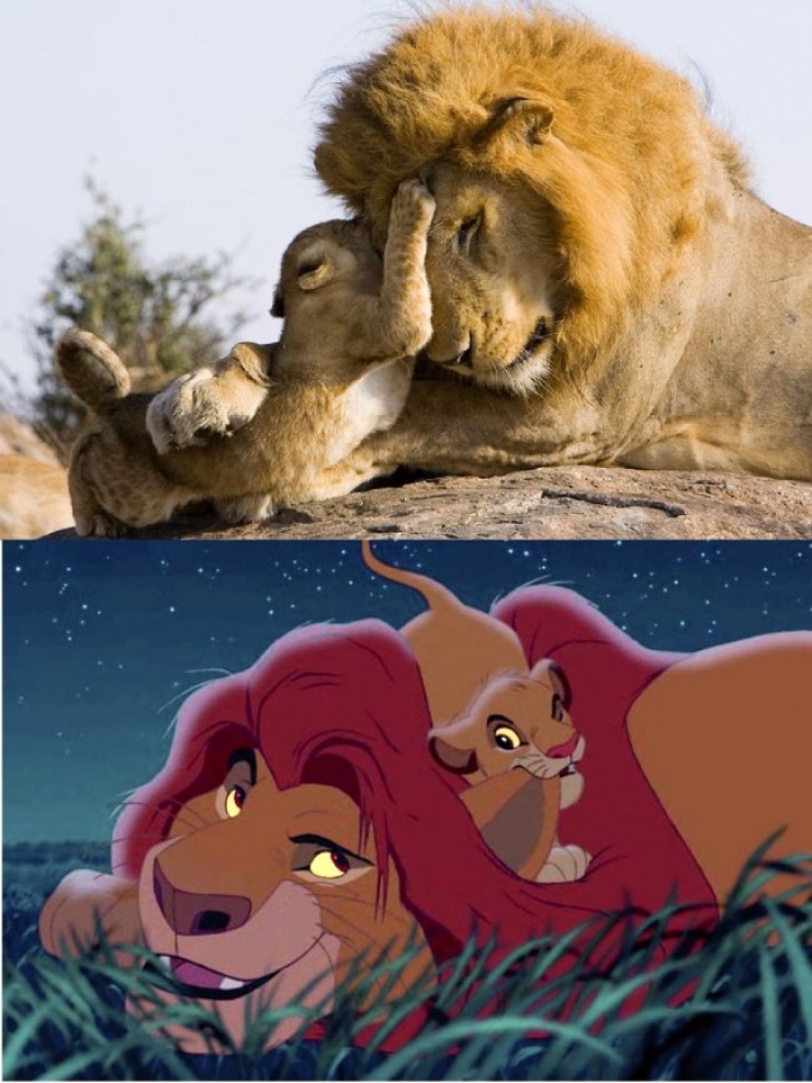 Illustration de l'article : 15 images qui prouvent que le Roi Lion est inspiré de la vraie vie !
