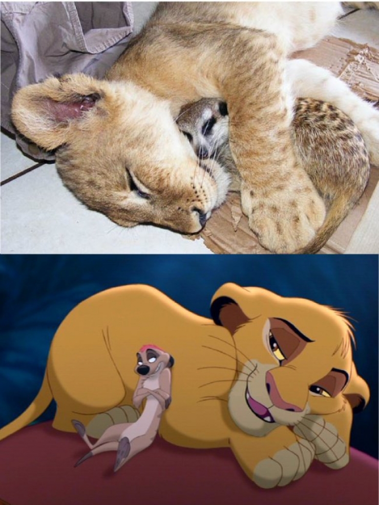 Illustration de l'article : 15 images qui prouvent que le Roi Lion est inspiré de la vraie vie !