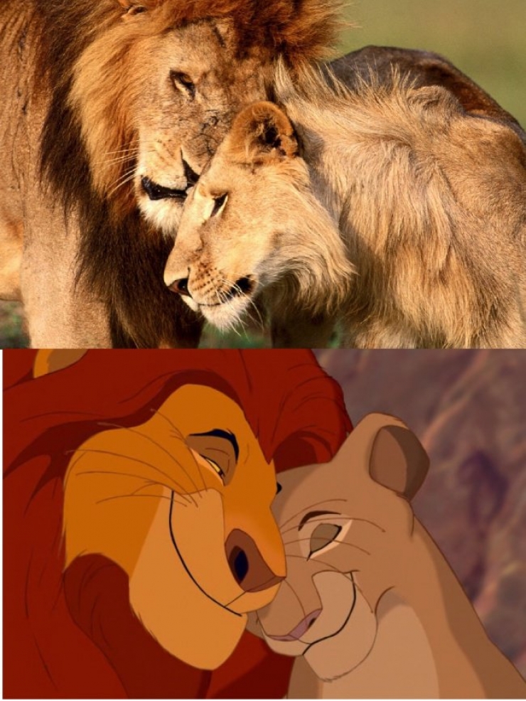 Illustration de l'article : 15 images qui prouvent que le Roi Lion est inspiré de la vraie vie !