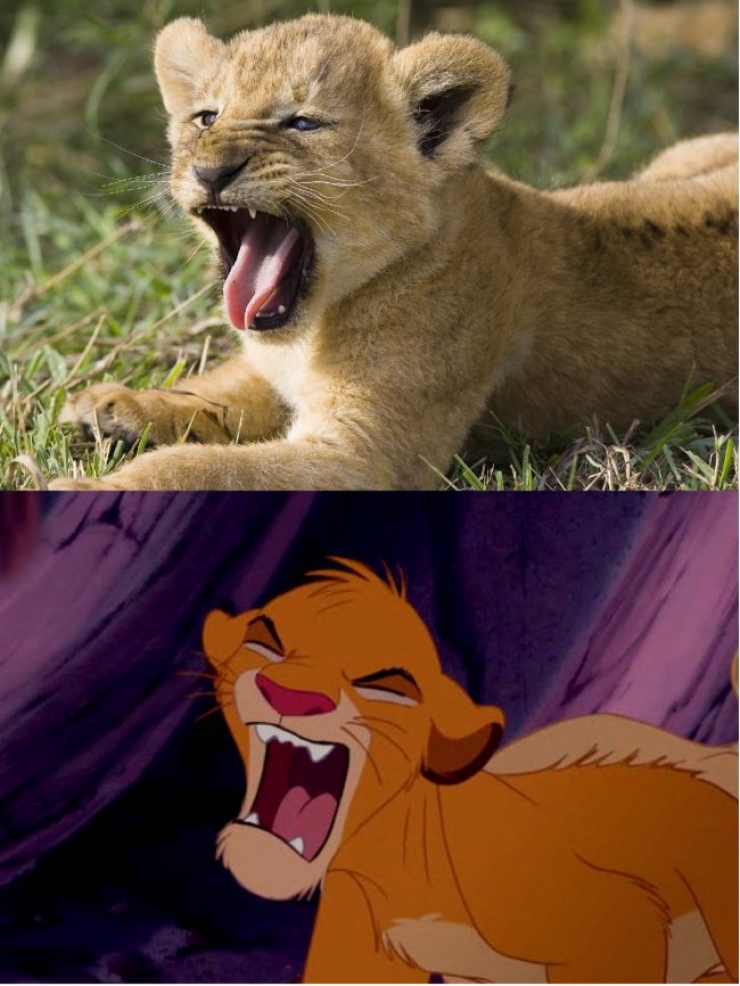 Illustration de l'article : 15 images qui prouvent que le Roi Lion est inspiré de la vraie vie !