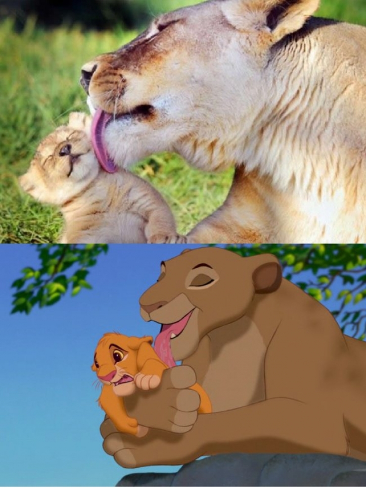 Illustration de l'article : 15 images qui prouvent que le Roi Lion est inspiré de la vraie vie !