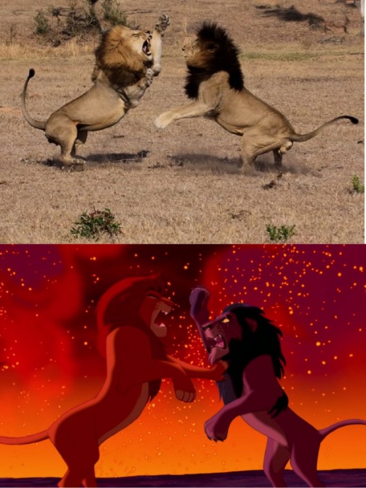 Illustration de l'article : 15 images qui prouvent que le Roi Lion est inspiré de la vraie vie !