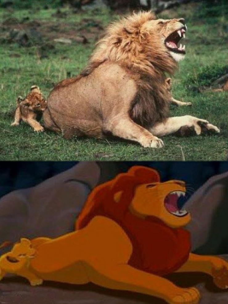 Illustration de l'article : 15 images qui prouvent que le Roi Lion est inspiré de la vraie vie !