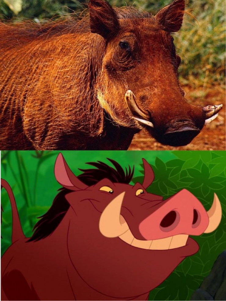 Illustration de l'article : 15 images qui prouvent que le Roi Lion est inspiré de la vraie vie !