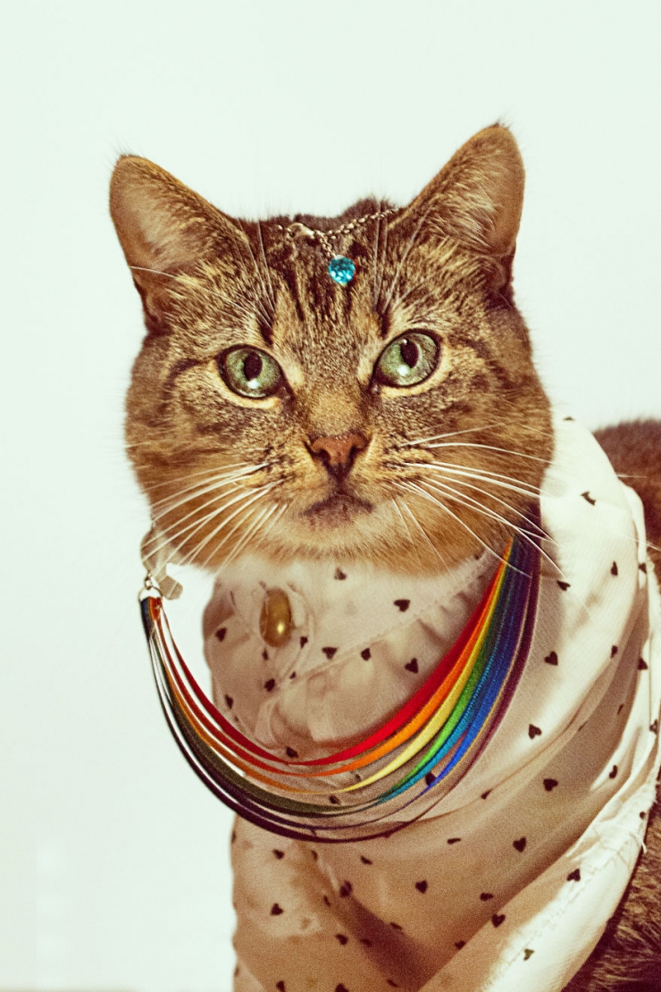 Illustration de l'article : Atteinte de leucose féline, Hummus n'en est pas moins un modèle de choix pour son photographe de propriétaire