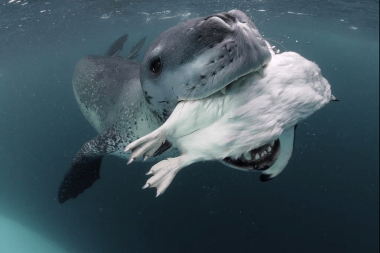 Illustration de l'article : Face à cet imposant animal, le photographe avait cru sa dernière heure arrivée. Mais ce face-à-face s'est transformé en une belle rencontre