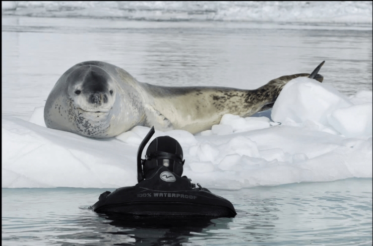 Illustration de l'article : Face à cet imposant animal, le photographe avait cru sa dernière heure arrivée. Mais ce face-à-face s'est transformé en une belle rencontre