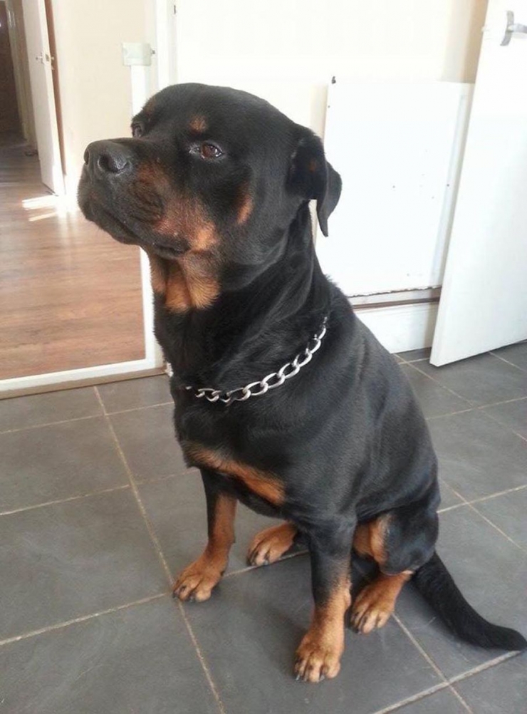 Illustration de l'article : Ce héros de chien a sauvé la vie de sa maîtresse enceinte de 5 mois!