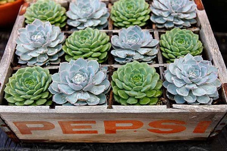 Illustration de l'article : 37 idées pour recycler une vieille caisse en bois avec originalité !