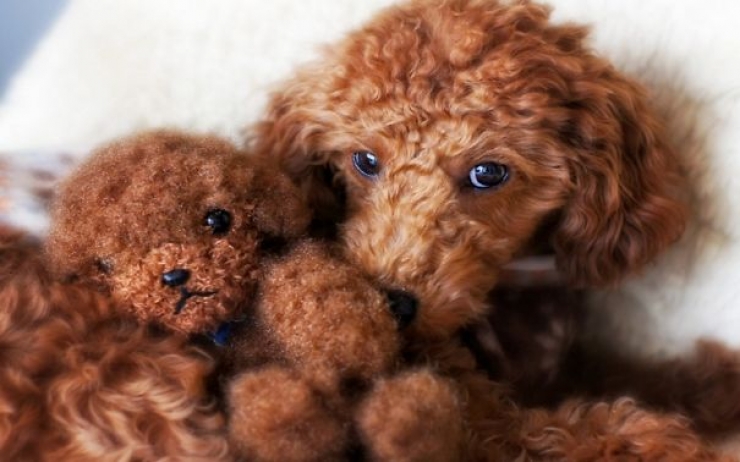Illustration de l'article : 25 chiens qui ressemblent trop &agrave; des oursons en peluche