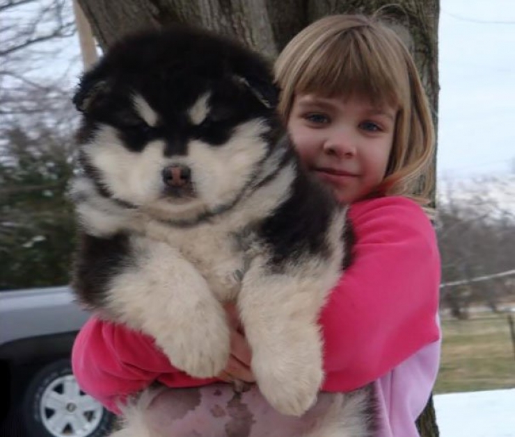 Illustration de l'article : 25 chiens qui ressemblent trop &agrave; des oursons en peluche