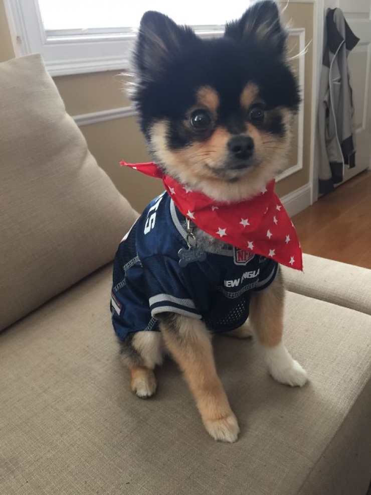 Illustration de l'article : 25 chiens qui ressemblent trop &agrave; des oursons en peluche